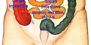 Duodenum First 25 cm after the stomach 2. Jejunum The next 2 metres 3.