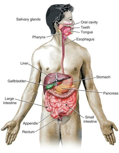 Chapter 18: Digestive System Thery Lecture Outline Objectives 1. Describe the general functin f the digestive system 2. List the structures and the functins f the digestive system 3.