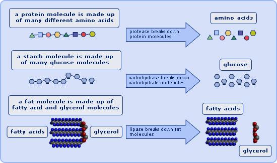 Diagram cited from: http://www.passmyexams.co.uk/ III. Your digestive system (the gut) your inner tube The gut is your digestive system and is approximately 9 meters long.