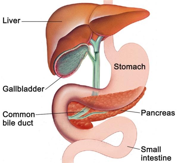VI. The stomach The stomach is a muscular bag that can hold up to two litres of food.