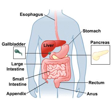 Diagram cited from: http://www.nlm.nih.gov/ IX. The large intestine By the time your food reaches the large intestine, it is mainly just fibre, dead cells, bacteria and water.