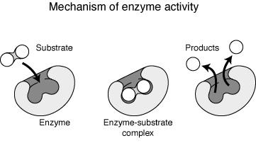 activity of an enzyme by entering