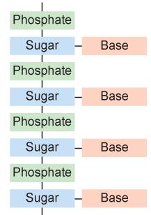 Phosphate Group Nitrogen Base Sugar 2 types of nucleic acids: 1.