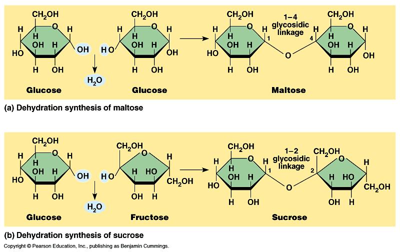Dehydration synthesis represented by an equation: Monomer + Monomer ----> Polymer + water For example: 1. Amino Acid + Amino Acid ---> 2. Monosaccharide + Monosaccharide---> 3.