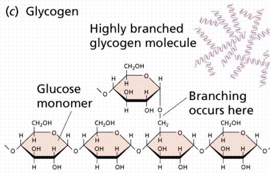 Combined by reaction Ex: sucrose, lactose, maltose : (table sugar) Glucose + Fructose sucrose