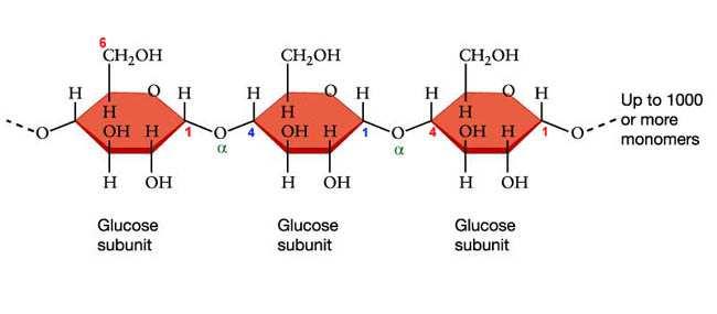 O 3. = More than 2 joined by dehydration synthesis Ex: - Plant s energy storing molecule -
