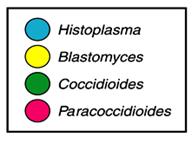 Sporothrix Large (>10 µ) Blastomyces Coccidioides
