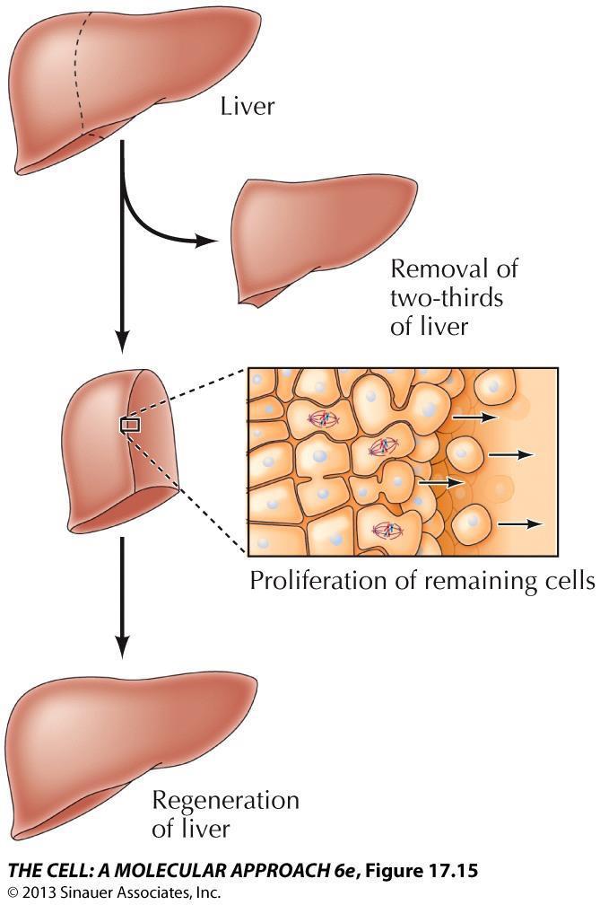 Figure 17.15 Liver regeneration The epithelial cells of some internal organs are also able to proliferate to replace damaged tissue.
