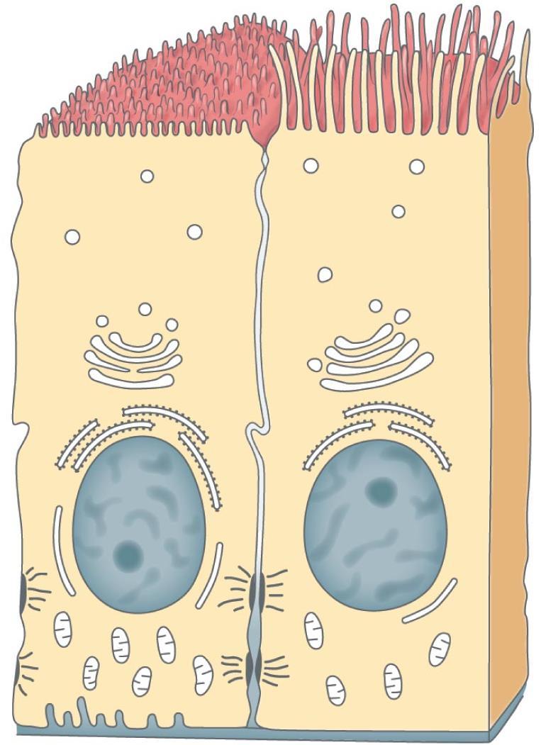 Figure 4-3 The Surfaces of Epithelial Cells.