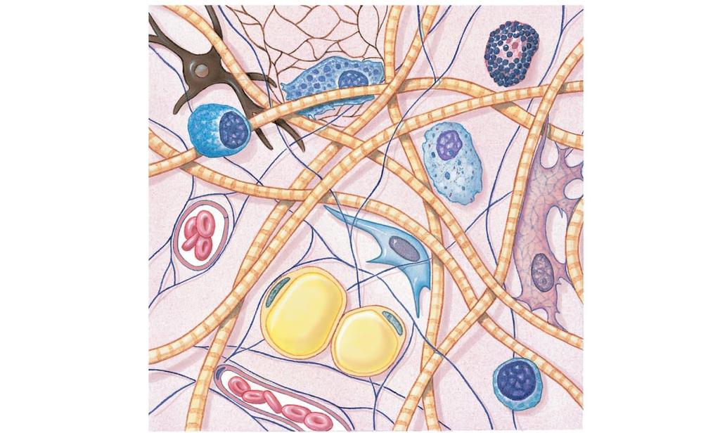Figure 4-8 Cells and Fibers of Connective Tissue Proper.