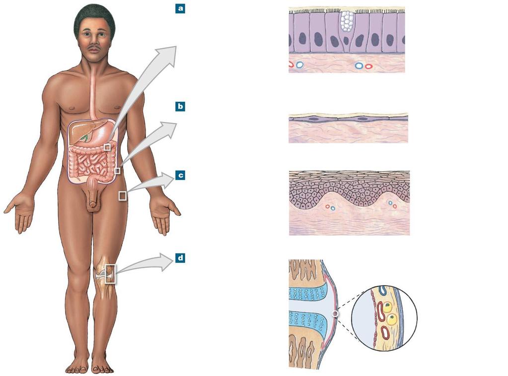 Figure 4-13 Tissue Membranes. Mucous membranes are coated with the secretions of mucous glands. These membranes line the digestive, respiratory, urinary, and reproductive tracts.