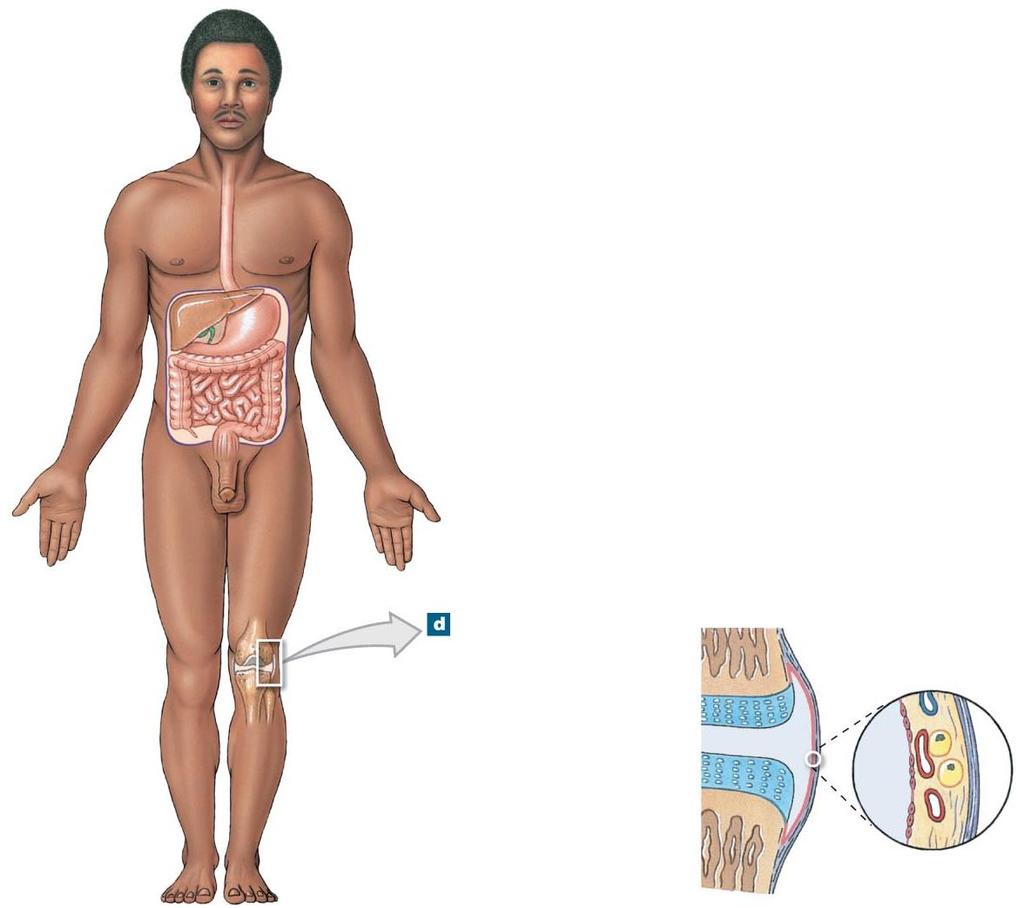 Figure 4-13d Tissue Membranes. Synovial membranes line joint cavities and produce the fluid within the joint.