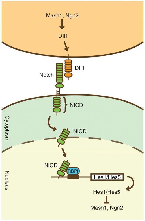 Notch signaling Evolutionary conserved pathway in Metazoan regulates Cellular identity