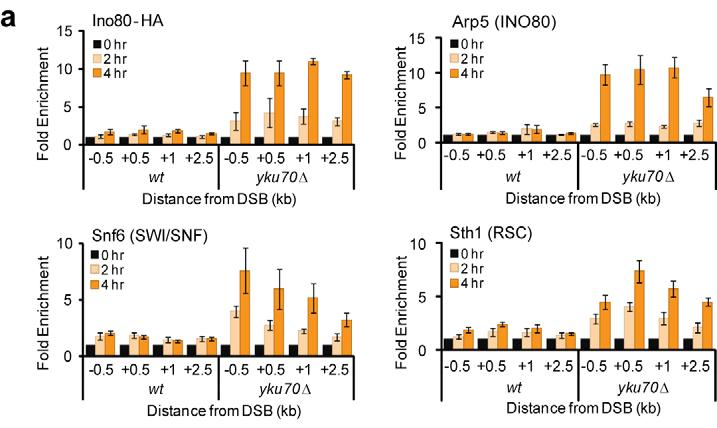 35 Figure 2.4. Ku inhibits recruitment of chromatin regulators in G1.