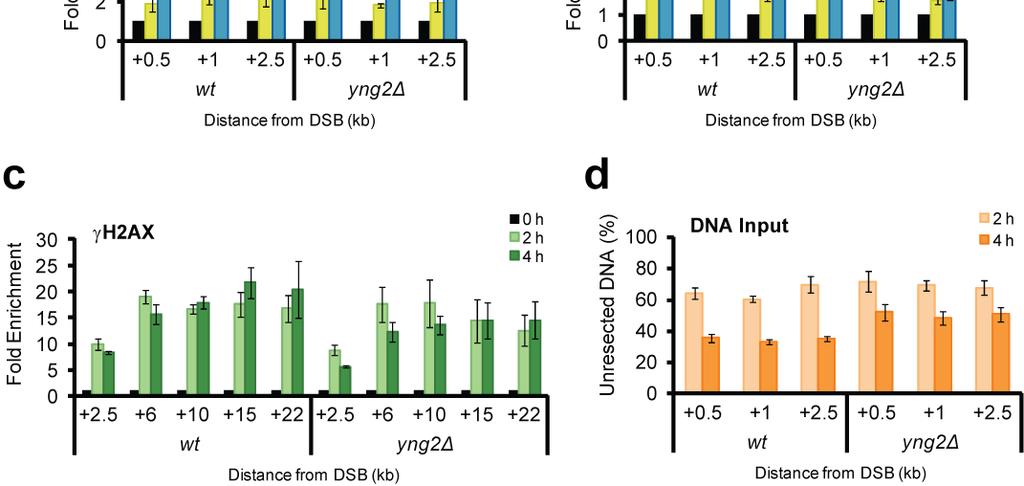 76 Figure 4.3. NuA4 acetylation of chromatin specifically promotes SWI/SNF recruitment to a DSB.
