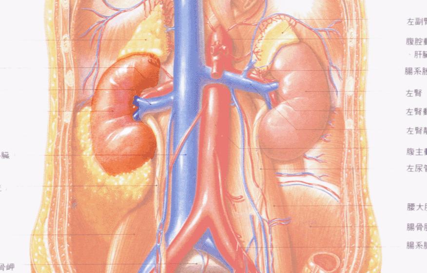 (F3): Kidney Meridian (KD) KI 4 Chinese