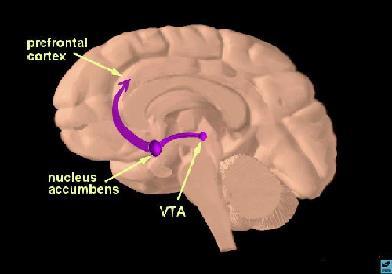 The figure above shows the area of the brain known as the Brain Stem; the lower part of the brain, which can be fatal upon injury also known as the area of survival.