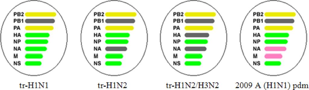 VOL. 49, 2011 CDC REAL-TIME RT-PCR SWINE FLU PANEL 2615 FIG. 1. Schematic diagram representing the genotypes of N. Am tr-siv H1N1, H1N2, and H3N2 subtypes and 2009 A (H1N1) pdm influenza viruses.