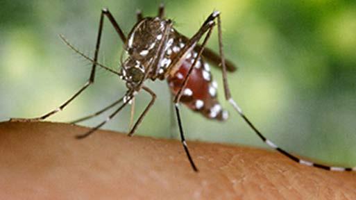 Chikungunya Virus Mosquito-borne virus (Aedes) Name means bent over Illness: Severe joint and muscle pains