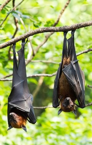 Ebola Likely reservoir: Fruit bats Great apes
