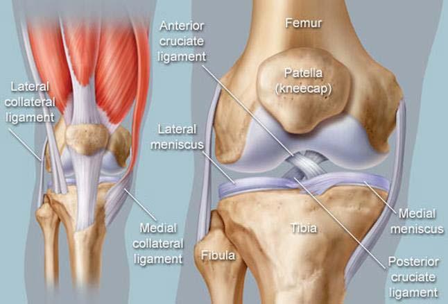 Anatomy of the knee Four bones: femur, tibia, fibula, patella Four ligaments: medial collateral ligament, lateral collateral ligament, anterior
