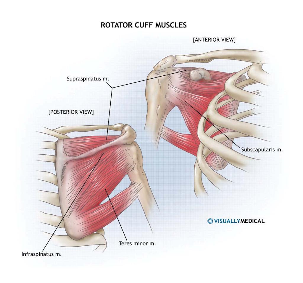 Anatomy of the shoulder Muscle of the rotator cuff