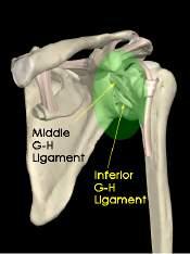 Anterior Glenoid Labrum Visualizing ligament- labral complex Arm externally rotated