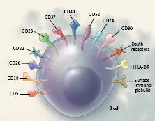 Antibody targets on B cell