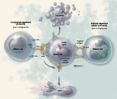Main mechanisms of monoclonal antibody