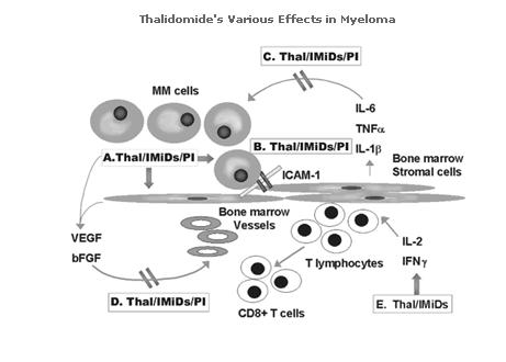 IMIDs in lymphoid malignancies IMID effects Inhibits TNF Inhibits angiogenesis (bfgp, VEGF) Stimulates T cells (CD8+) Inhibits IL-12 Induces apoptosis Alters cytokines Affects stromal cells Inhibits