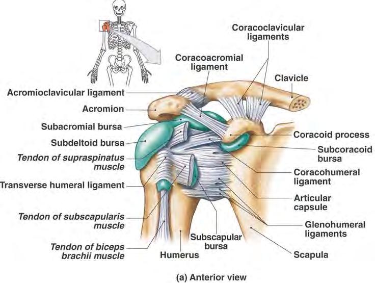 Rotator cuff disease impingement syndrome Tendonitis/bursitis Subacromial Supraspinatus History: Pain reaching to side and back, overhead