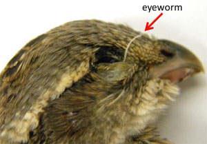 Wild birds are also infected by eye worm and may help