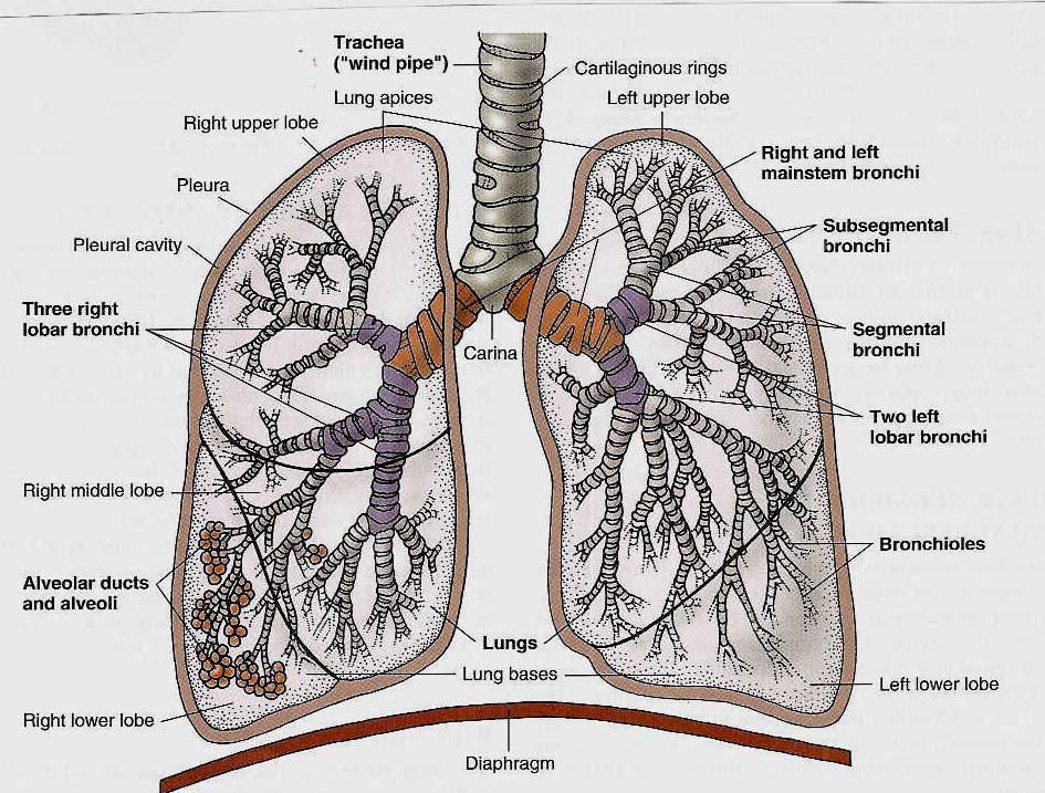 Lungs A &