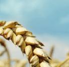 Meyer (BRM), a sophisticated and gentle method for the stabilization of wheat germ.