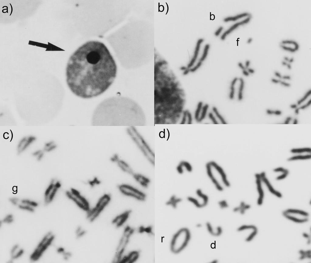 2 Gustavo de Carvalho Pugliesi et al. Cytologia 72(1) Fig. 1. Some typical chromosome aberrations on bone marrow cells of Wistar rats after Cyclophosphamide treatment.