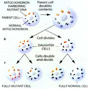 Inheritance of mitochondrial disorders caused by mutations in nuclear DNA can be recessive, dominant or X-linked with variable expression and penetrance.