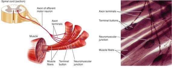 Motor neuron starts in CNS and its axon ends at a
