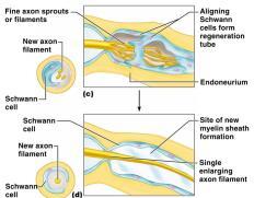 a separate  Nerve regeneration Axon degenerates