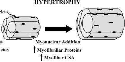 of type II fibers Hypertrophy: