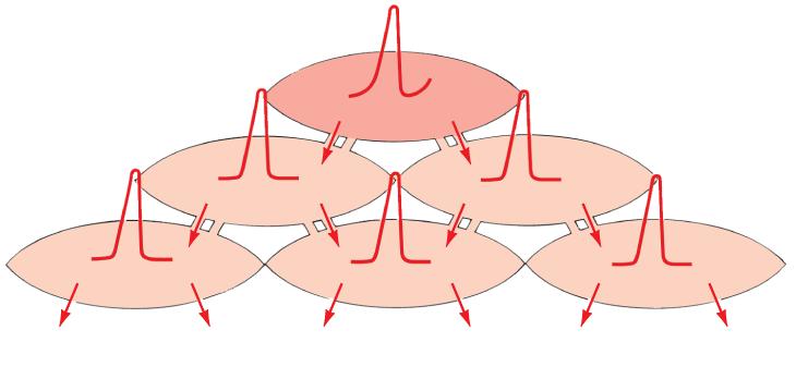 Cardiac muscle Pacemaker muscle cells - action potential gradually depolarizes, then repolarizes Contraction spreads from