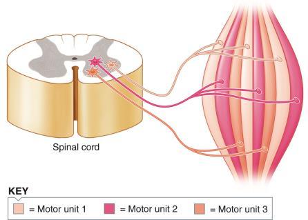 Muscles contain groups of motor units Units are recruited during motor activity Muscle force depends on # muscle fibers contracting
