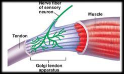 tendons) sense tension.
