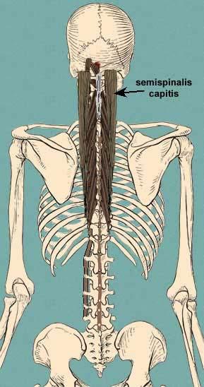 neck muscles deep muscles of the cervical spine might be primary