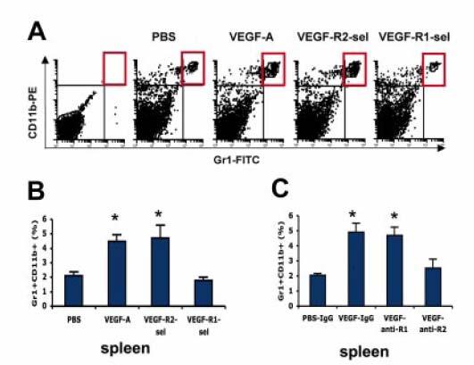 VEGF induces MDSCs through