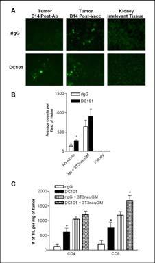 VEGF blockade induces antitumor immune response, increases T cell