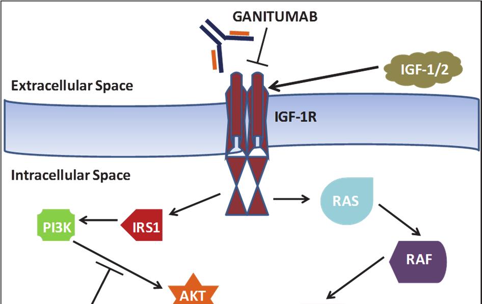 Figure 2. Schematic of IGF-1R signaling pathways. Under normal conditions, IGF-1 binds IGF-1R, which activates several downstream effector pathways.