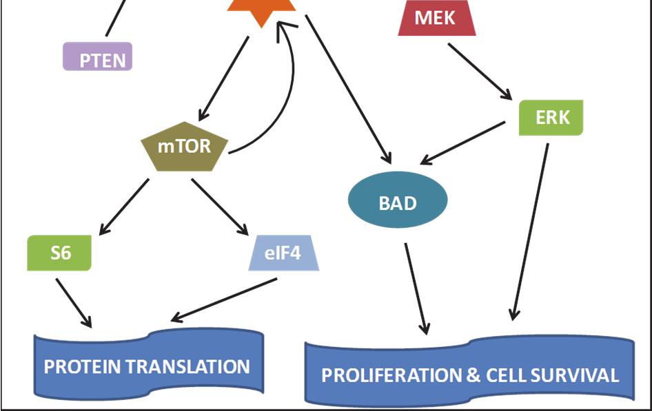 cell proliferation, survival, and protein translation mediated through various downstream effectors.