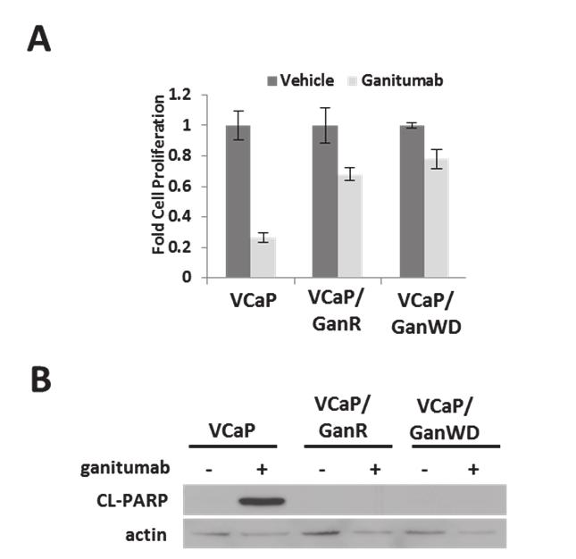 34 Figure 12. Acquired resistance to ganitumab in VCaP/GanR is stable. VCaP/GanR cells were withdrawn from ganitumab for 8 weeks and now termed VCaP/Gan-WD.