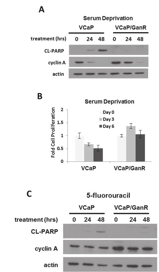 35 cell number (Figure 13b). VCaP and VCaP/GanR were treated with chemotherapeutic agent 5- fluorouracil.