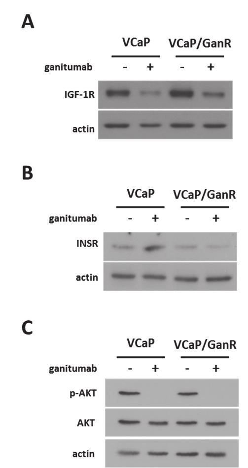 36 also assessed (25). VCaP and VCaP/GanR cells contained similar levels of INSR.